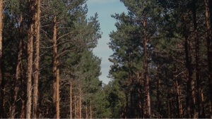 LIFE Soria ForestAdapt LIFE Soria ForestAdapt conferencia final LIFE Soria ForestAdapt conferencia final