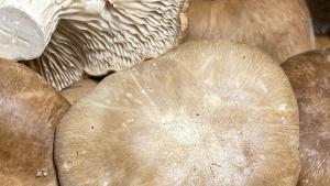 setas silvestres By Concha Redondo setas silvestres By Concha Redondo