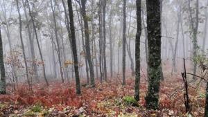 Grupo de Trabajo Selvicultura SECF Grupo de Trabajo Selvicultura SECF