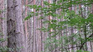 Pinar con sotobosque de castaño Pinar con sotobosque de castaño