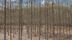 Choperas_Ayllón_By_BertaLaguna