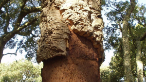 Extracción de corcho