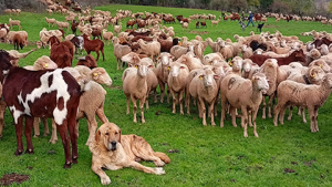 El pastoreo está ligado a los Objetivos de Desarrollo Sostenible (ODS)