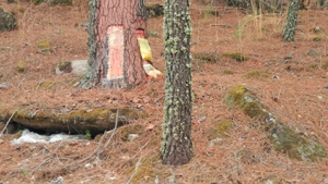 Observatorio de la resina creado por RESINLAB