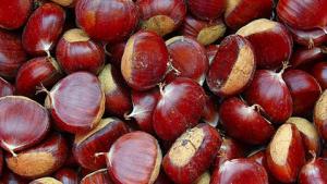 Red Estatal del Castaño