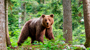 Reuters publica un reportaje sobre los trabajos de gestión y conservación del oso pardo