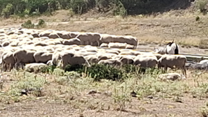 Proyecto de experiencia turística Caminos Trashumantes