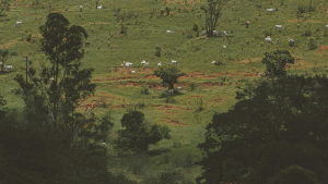 Proyectos de bioeconomia forestal que desarrollan socioeconomicamente el medio rural