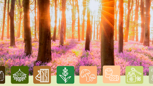 Concurso Bioinnova de emprendimiento para productos forestales no madereros