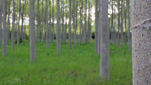 la 27ª Comisión Internacional del Álamo se celebra del 21 al 25 de octubre en Burdeos 