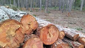 Curso selvicultura PILA febrero