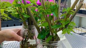 YesWeCast laboratorio YesWeCast laboratorio