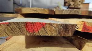 LIFE REBOLLO investiga