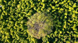 superb densidad plantacion