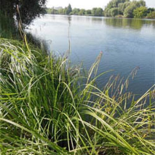 LIFE ALNUS