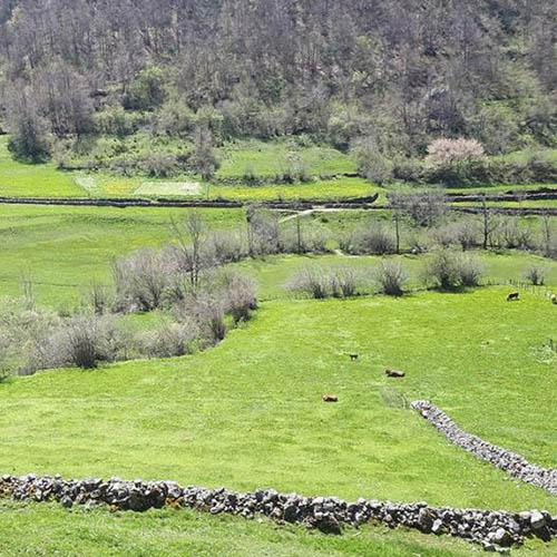proyecto Agrofores botón