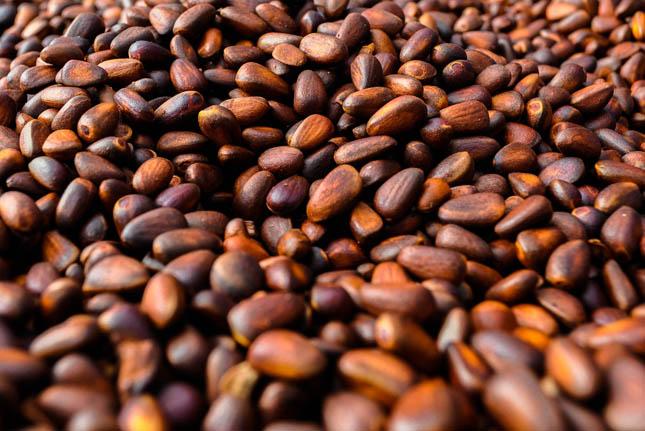 Pinenuts Cesefor