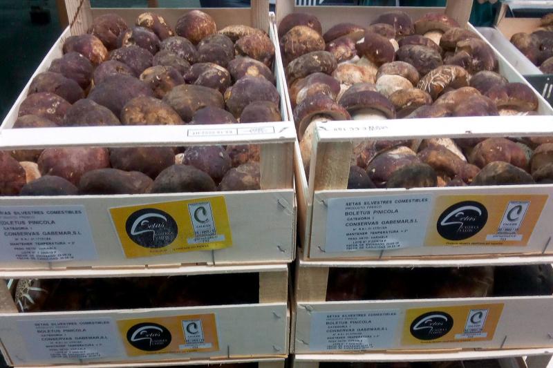 Marca de garantía Setas de Castilla y León Cesefor