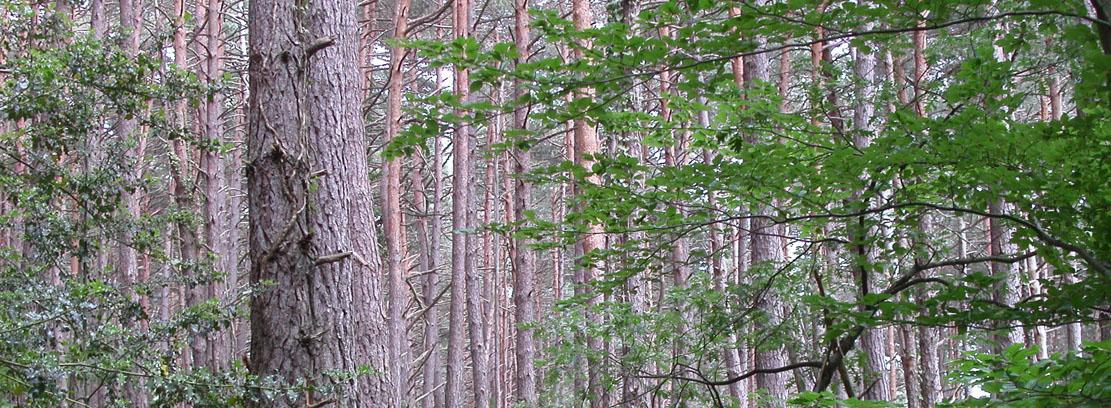 Pinar con sotobosque de castaño Pinar con sotobosque de castaño