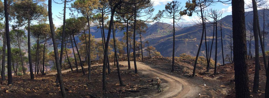 prevención incendios forestales prevención incendios forestales