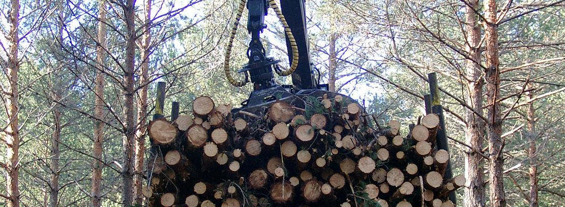 aprovechamiento forestal aprovechamiento forestal