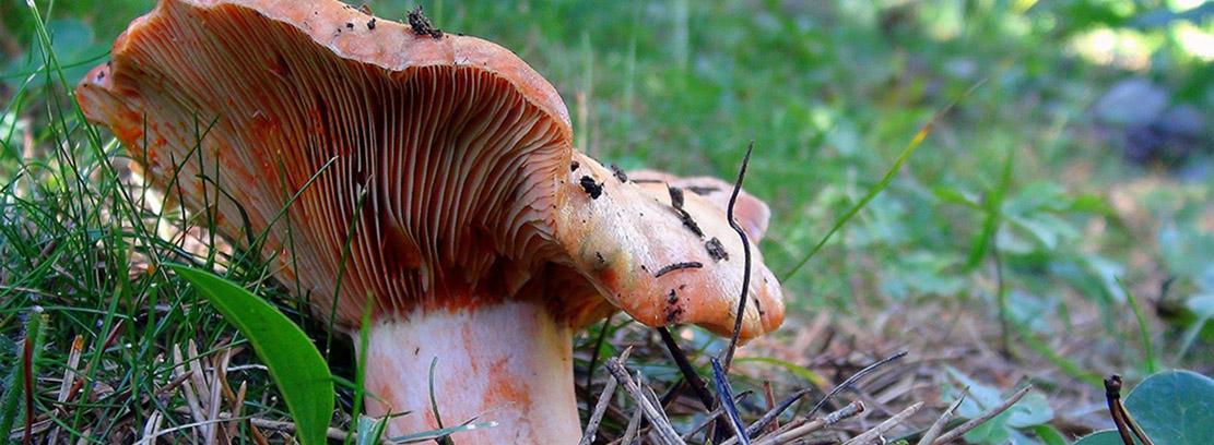 PRIMA Wildfood PRIMA Wildfood