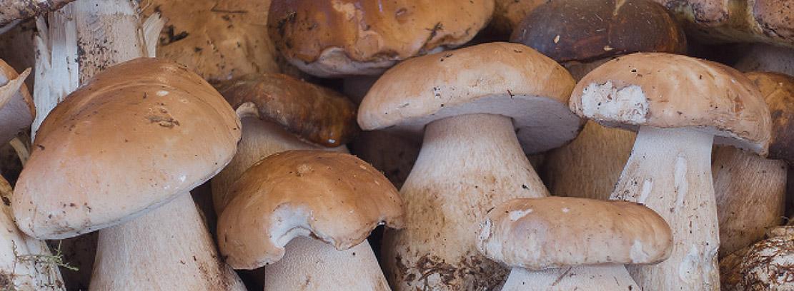Boletus Boletus