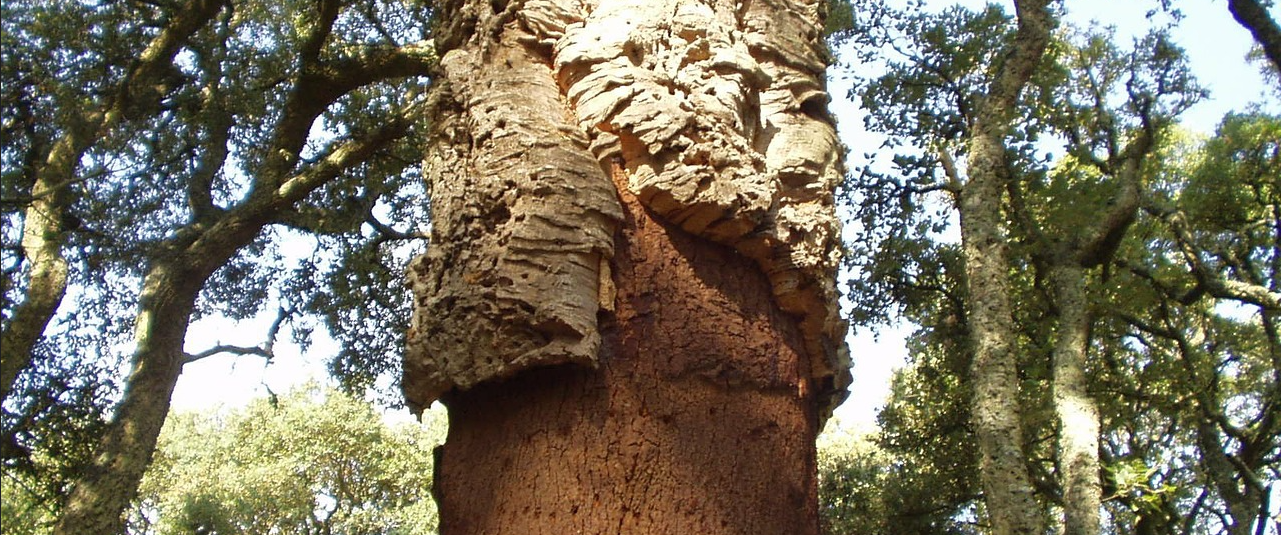 Extracción de corcho