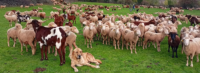 El pastoreo está ligado a los Objetivos de Desarrollo Sostenible (ODS)