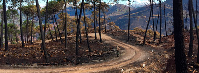 incendios en Europa