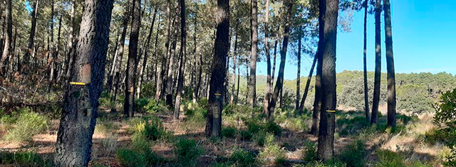 La Mesa de la Resina de Castilla y León abordará en 2023 un Plan estratégico para el sector resinero