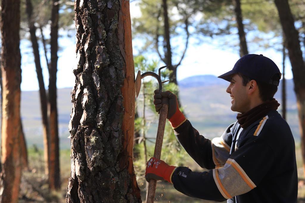 Resinero en Tabuyo del Monte-Proyecto Go-Resinlab Resinero en Tabuyo del Monte-Proyecto Go-Resinlab