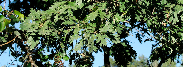 Rebollo -quercus pyrenaica- en Prádena de la Sierra (Segovia)