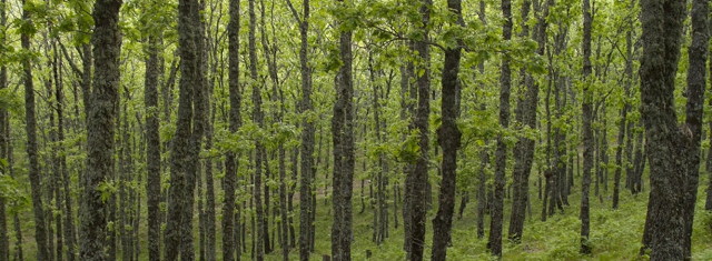 Alegaciones PNIEC Foro Bosques y Cambio Climático Alegaciones PNIEC Foro Bosques y Cambio Climático