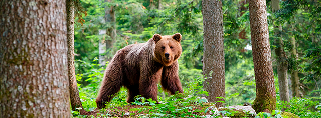 Reuters publica un reportaje sobre los trabajos de gestión y conservación del oso pardo