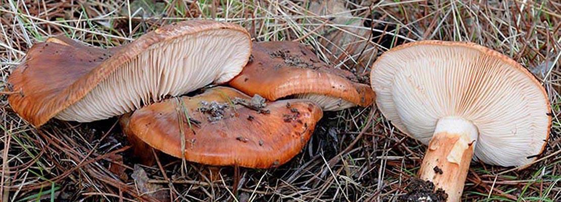 mico Lactarius deliciosus mico Lactarius deliciosus
