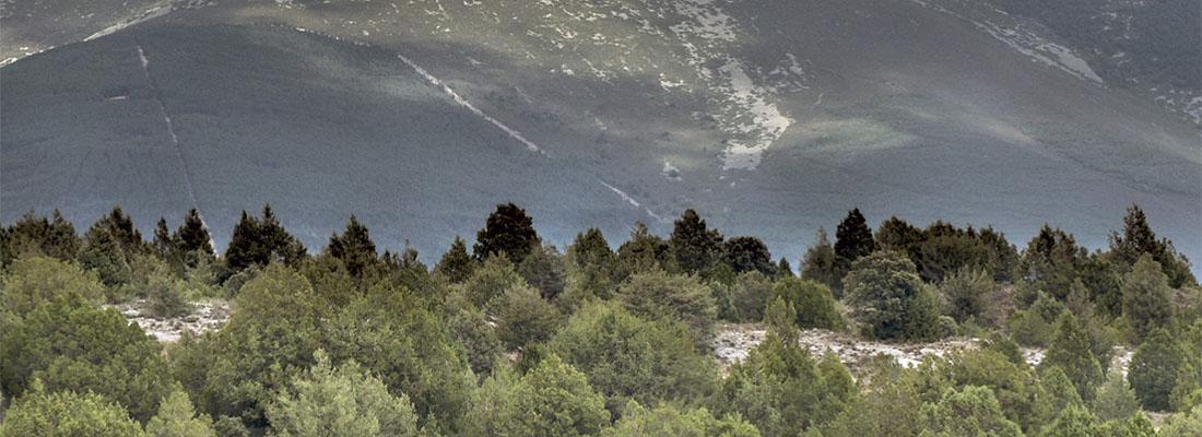 FITOCLIM cambio climático LIFE Soria ForestAdapt FITOCLIM cambio climático Cesefor