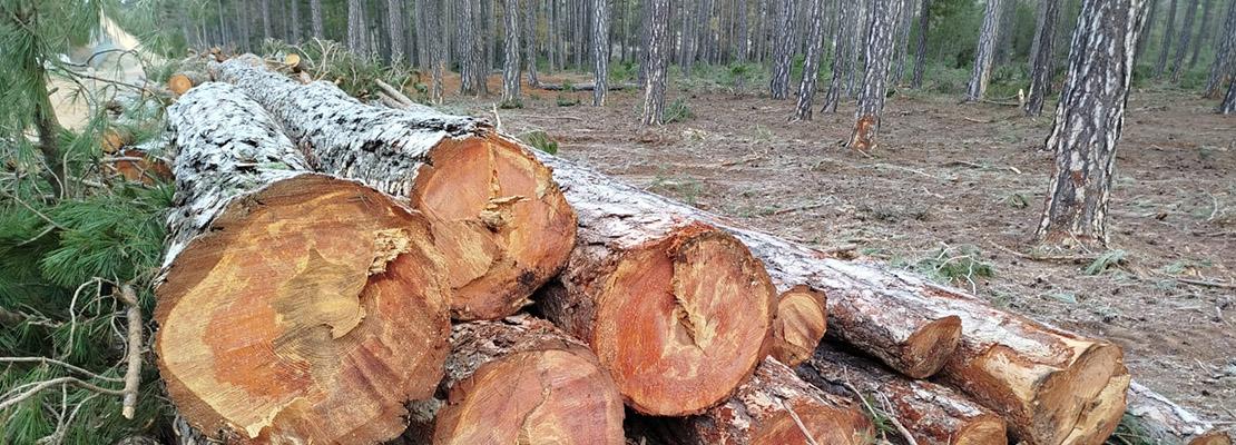 Curso selvicultura PILA febrero