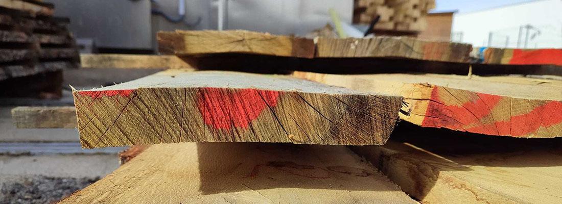 LIFE REBOLLO investiga