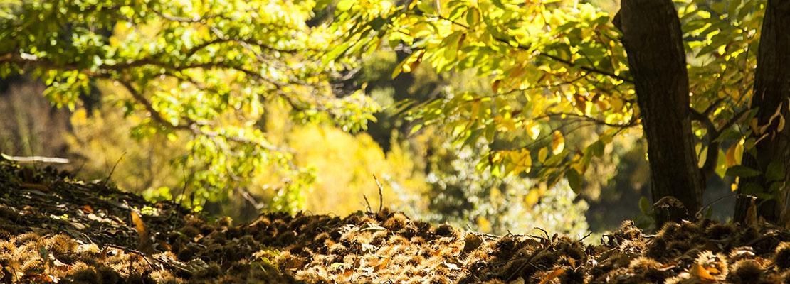 AGROFORES souto de castaños