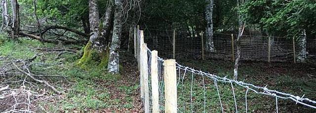 baccata_indforma.jpg