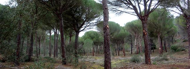 fafcyle_gestion_monte_castillayleon.jpg