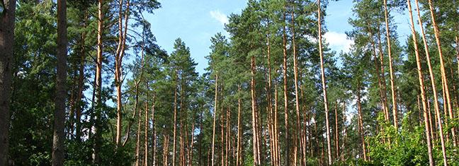 pinus_sylvestris_forest_gietrzwald.jpg