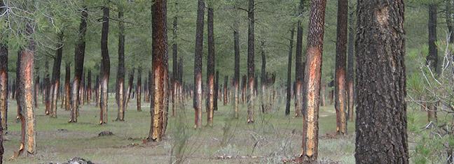 resina01010432.jpg