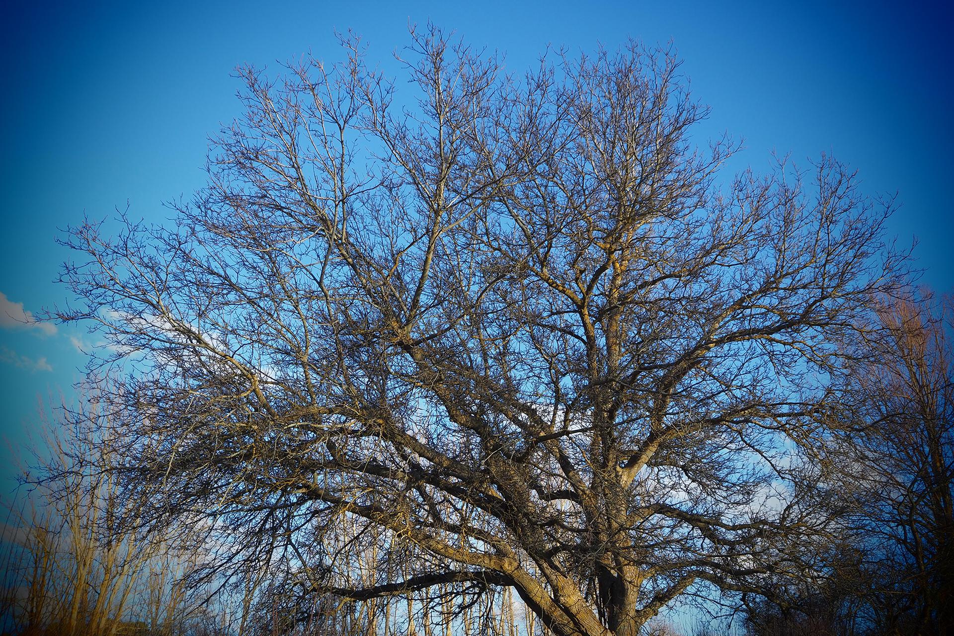 árbol